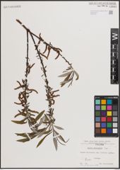 Foto von Salix eleagnos Scop.